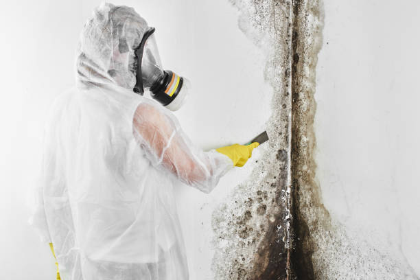 Best Fast Mold Removal  in Edgemere, MD