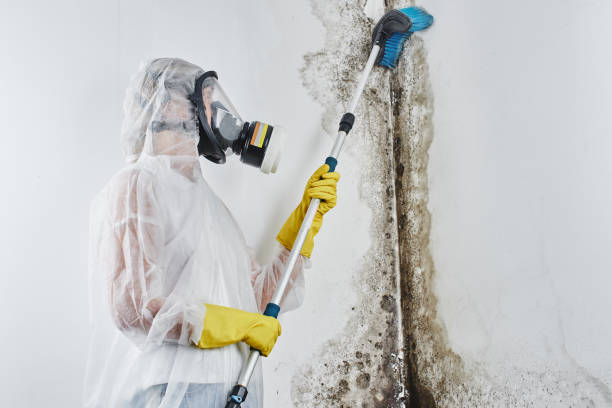 Best Commercial Mold Removal  in Edgemere, MD