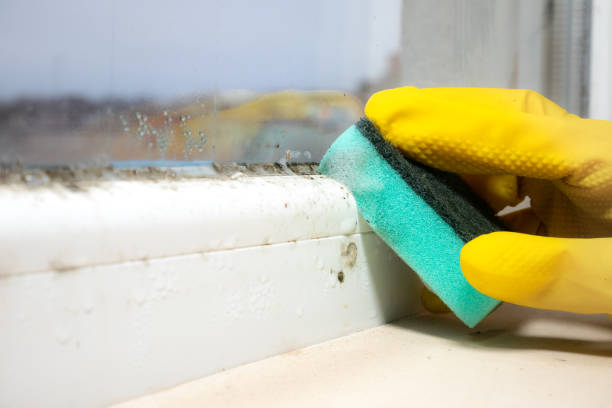 Best Professional Mold Removal  in Edgemere, MD