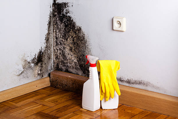 Best Professional Mold Removal  in Edgemere, MD
