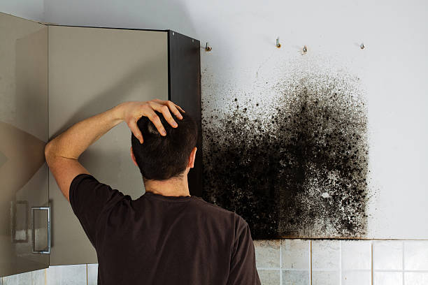 Best Home Mold Removal  in Edgemere, MD