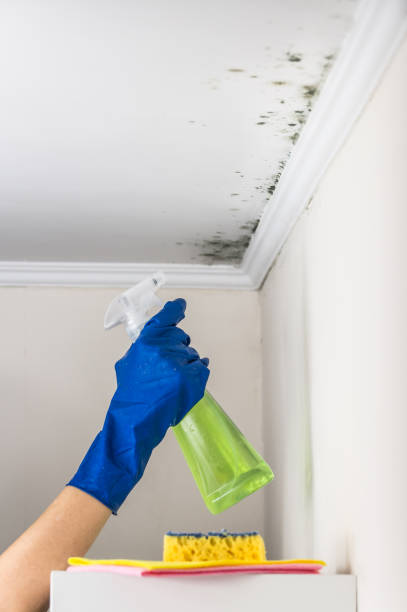 Best Best Mold Removal Companies  in Edgemere, MD