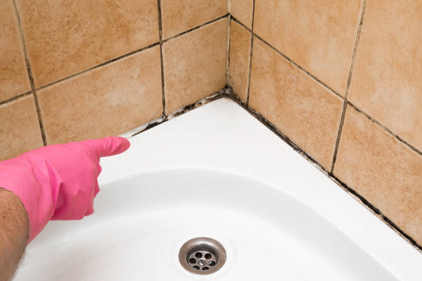 Best Office Mold Removal Services  in Edgemere, MD