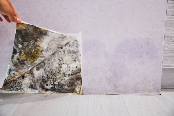 Best Mold Cleaning Services  in Edgemere, MD
